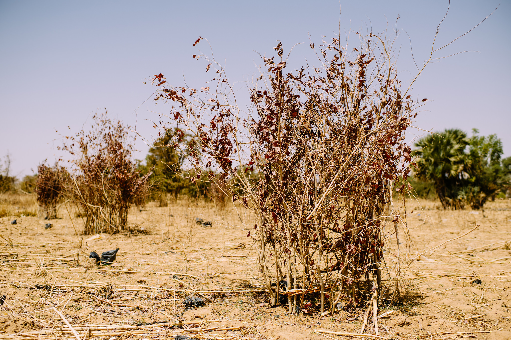 Addressing the dangers of degraded land