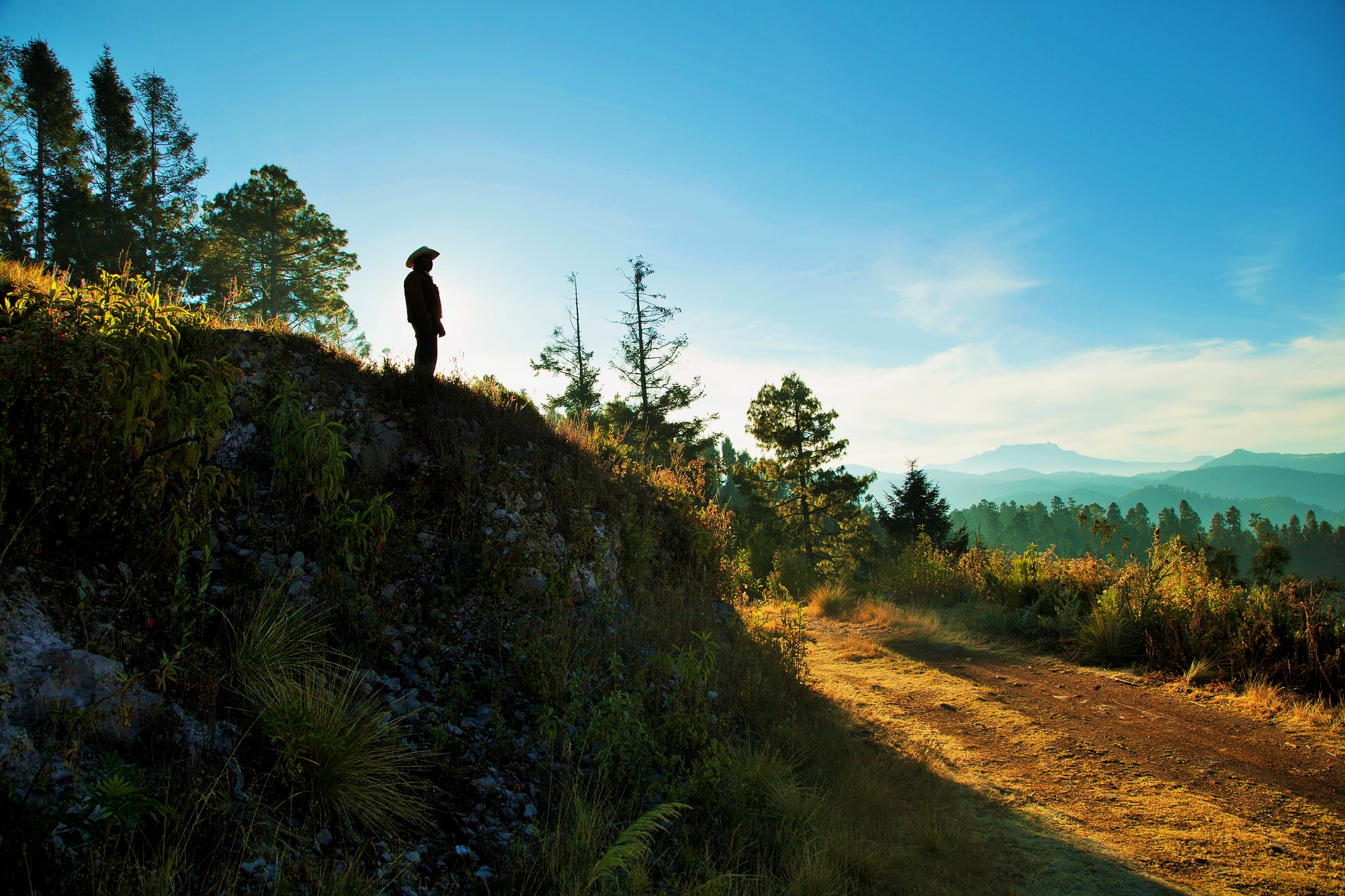 Perspectivas: ¿Cómo ha avanzado y qué se necesita para que REDD+ funcione en México?