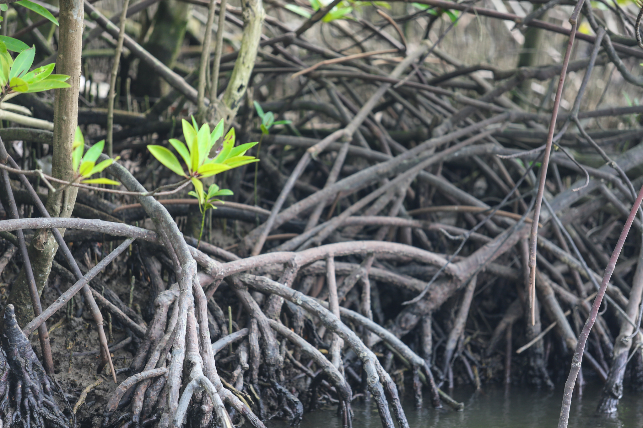 Governing mangroves: From Tanzania to Indonesia