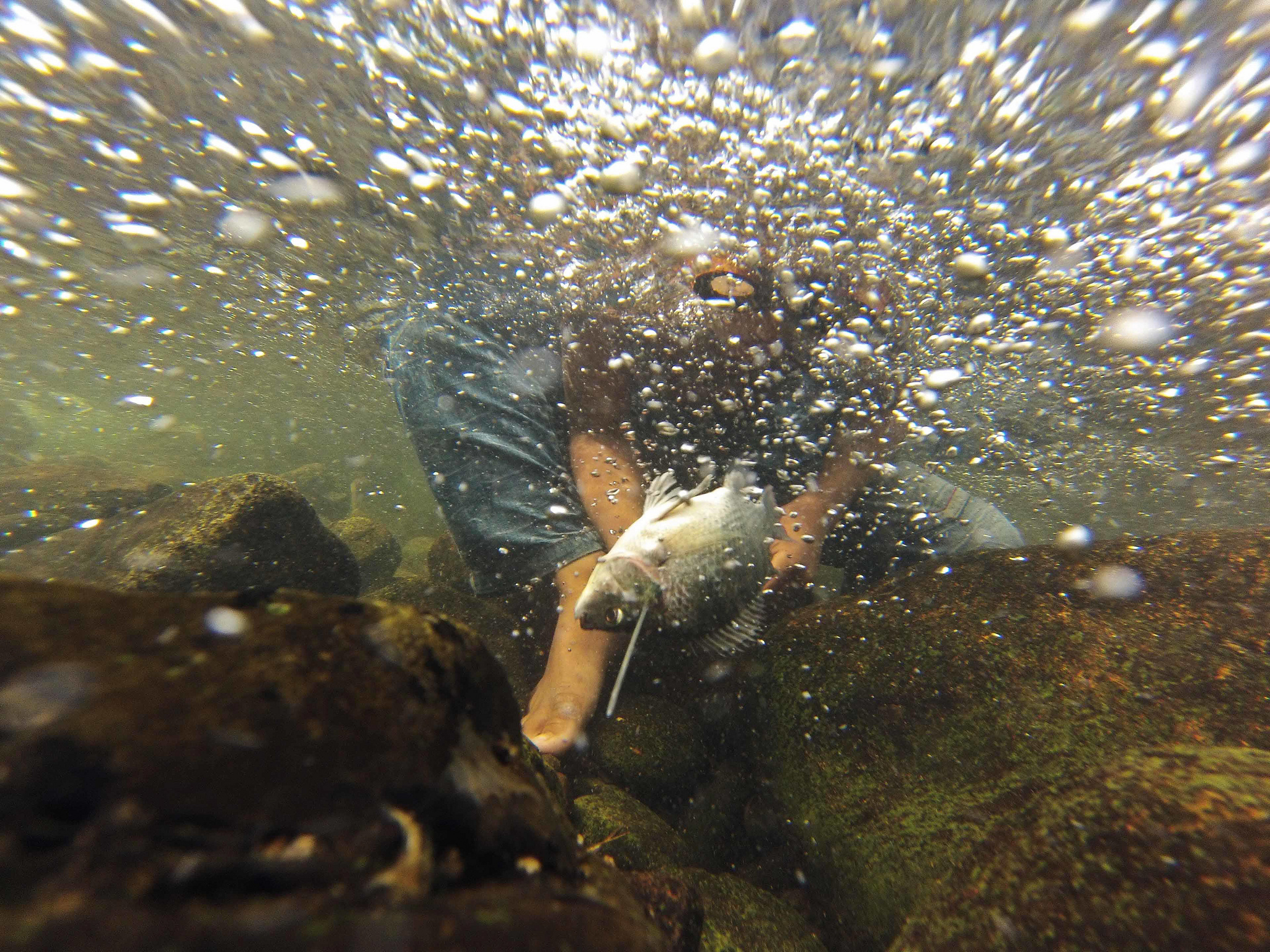 Solusi pangan global dari Asia-Pasifik