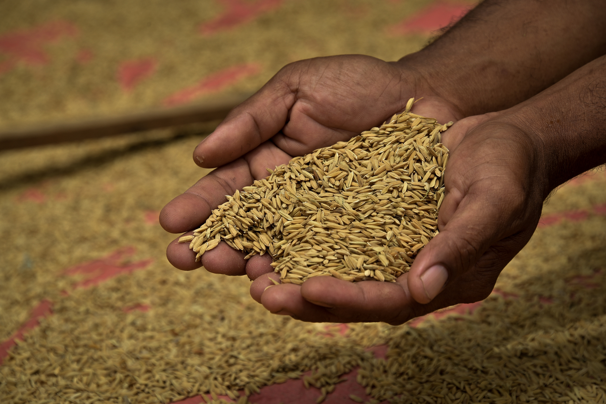 COP23 Special: Can REDD+ benefit the poor?