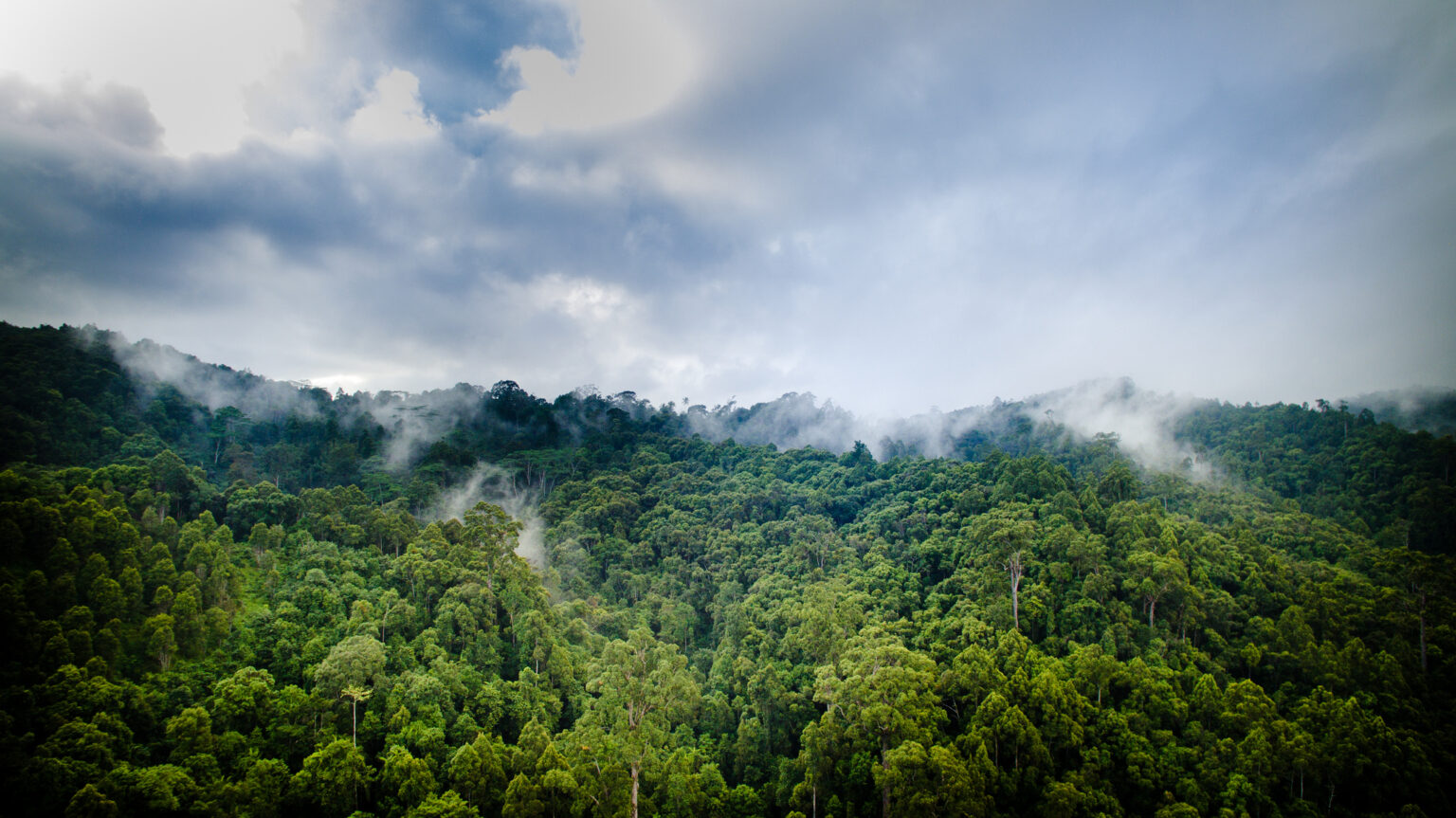 COP23 Special: How land and forests can help meet global goals on ...
