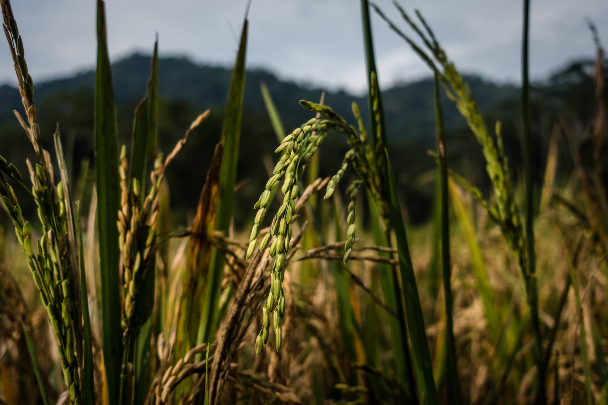 Peran vital hutan bagi keamanan pangan global