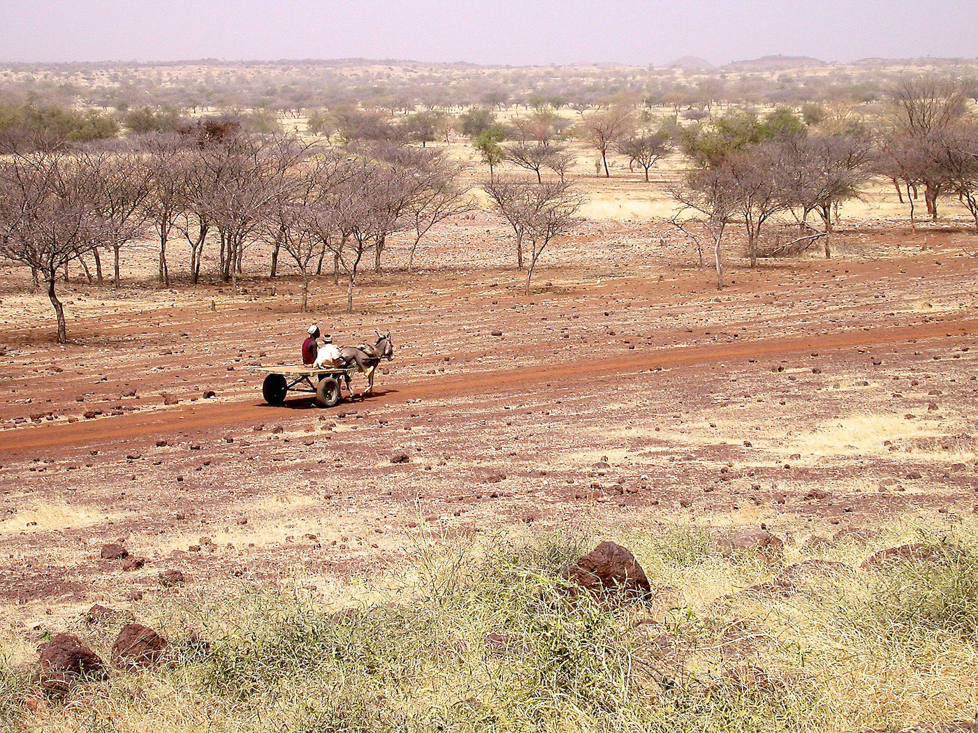 Making tracks: How movement shapes landscapes