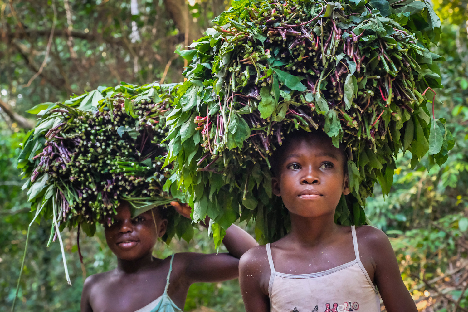Threats to Congo peat forests put people, wildlife and climate goals at risk