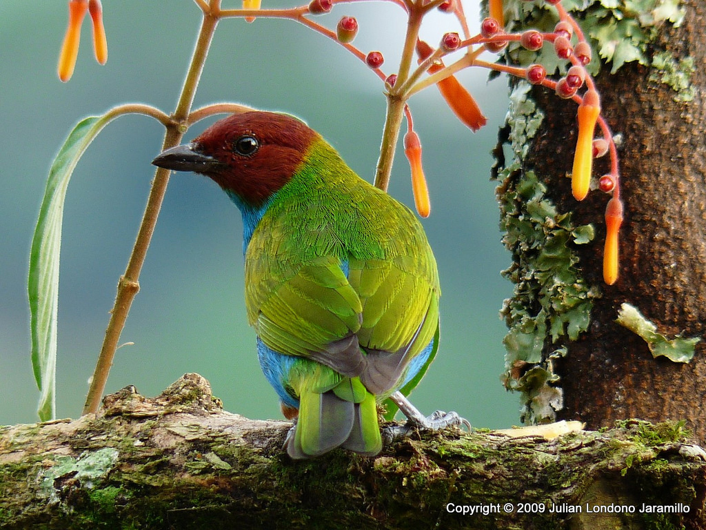 Colombia develops guidelines for biodiversity offsets