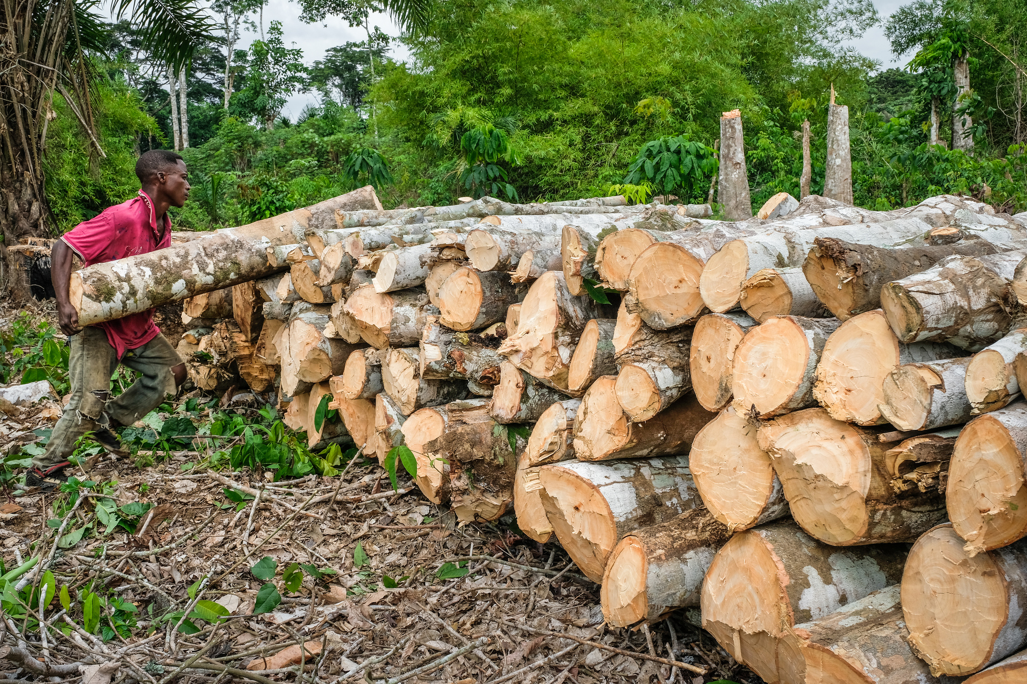 ¿Se deben quemar árboles para obtener energía?
