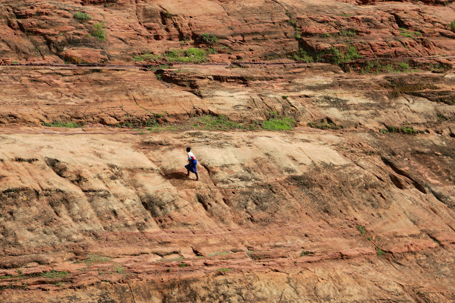 In the rush for landscape restoration goals, let’s not forget about biodiversity