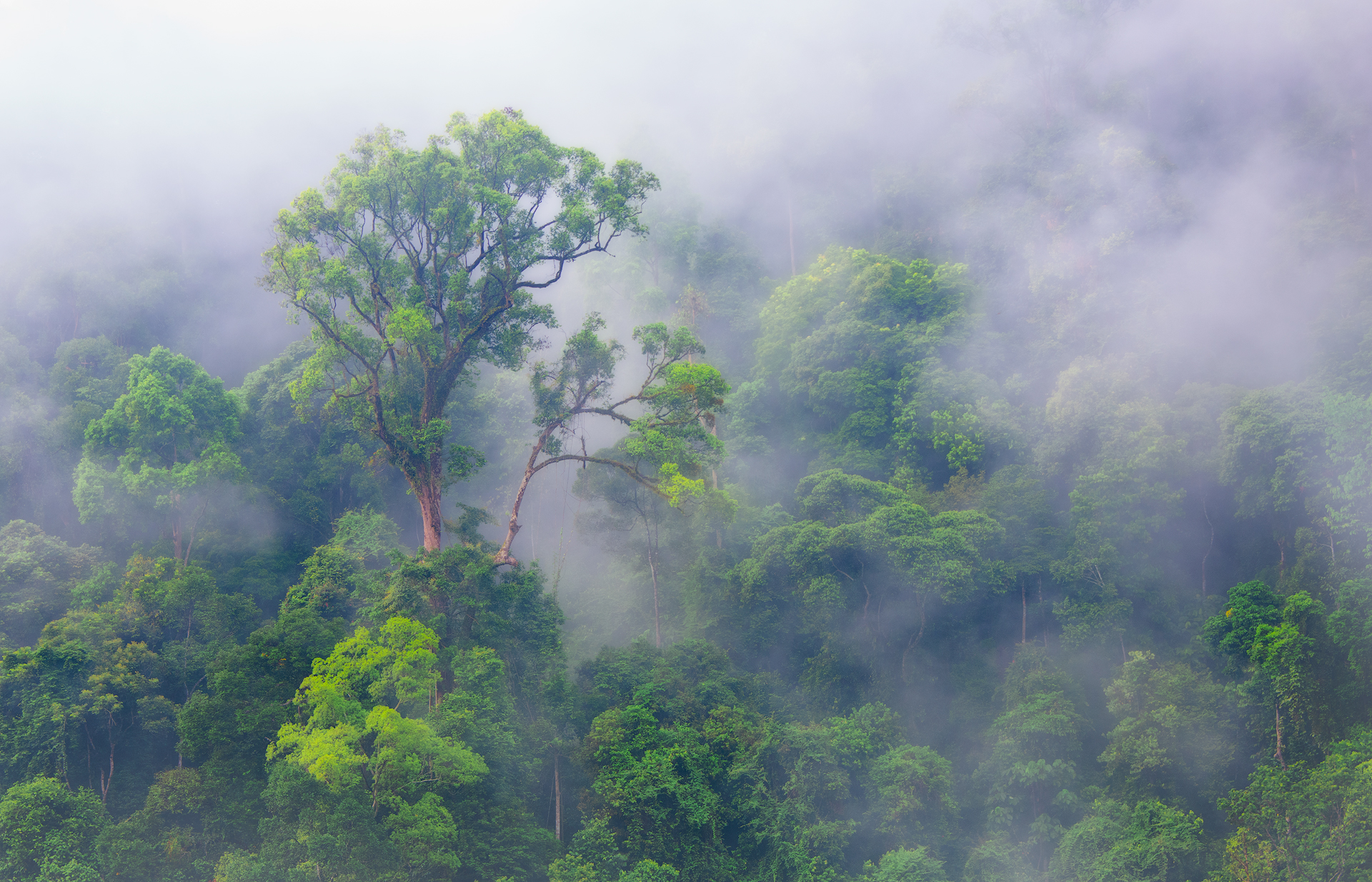 El rol de los árboles como productores de lluvia