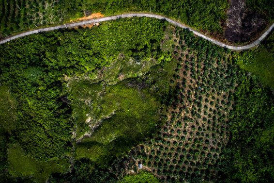 Aerial views of paddy field and oil palm plantations in Kutai Kertanegara district, East Kalimantan, in Indonesian Borneo. Balancing development and conservation is a key concern for sustainable oil palm landscapes.
