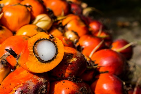 oil palm, palm oil