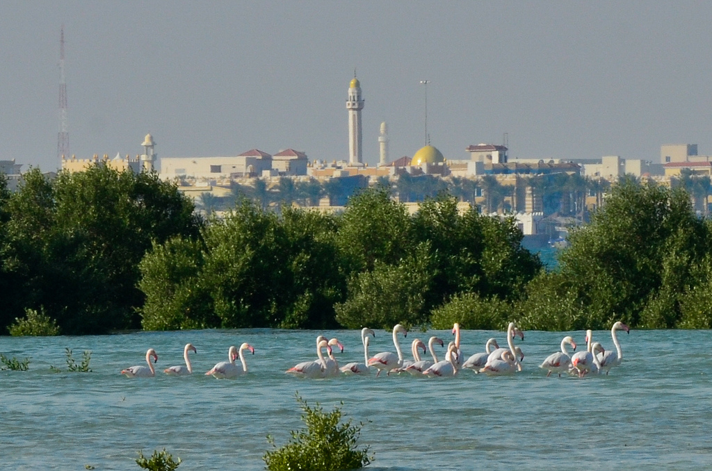 To protect the world’s forests, we must start with its cities