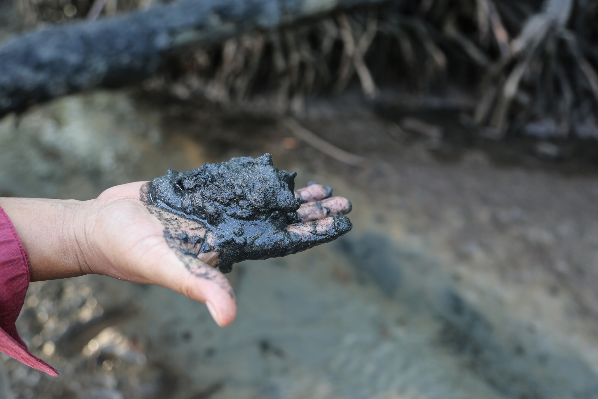 What is blue carbon?