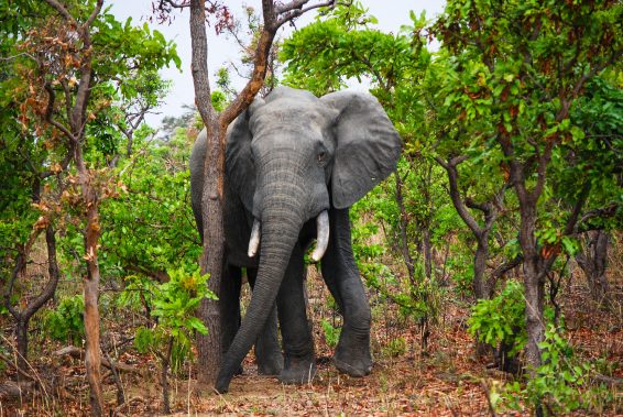 Lone elephant
