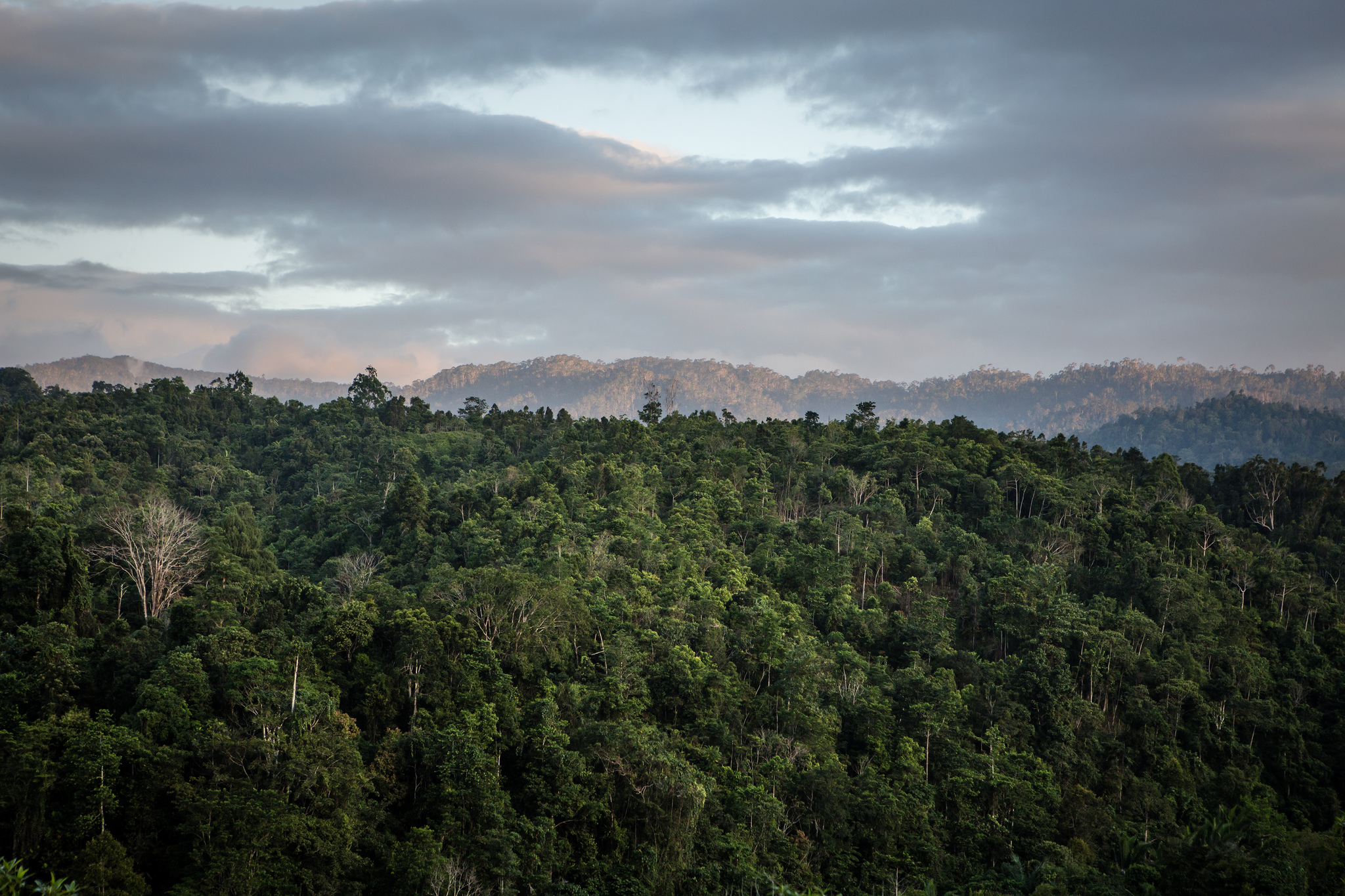 Selamat Hari Hutan Dunia! Ikuti kuis menarik ini!