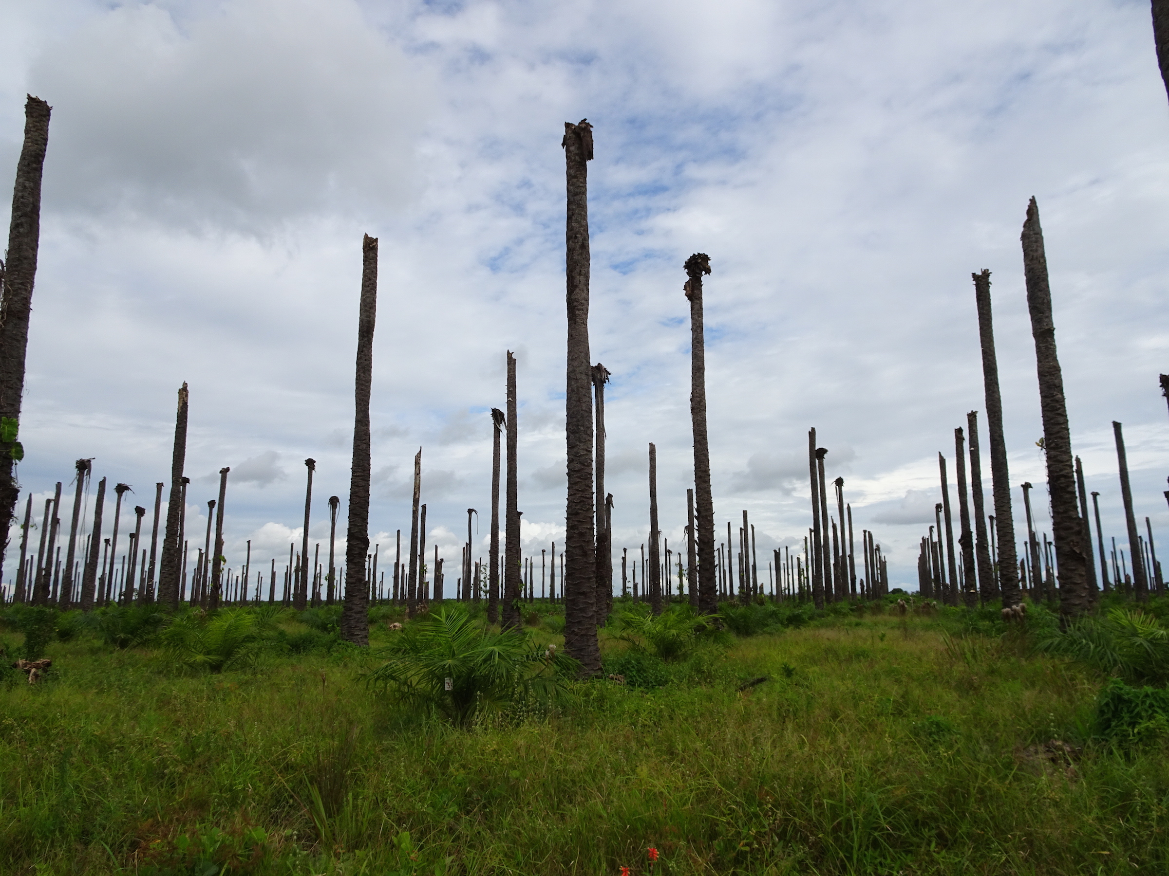 Oil palm landscapes: Sketching out sustainable futures