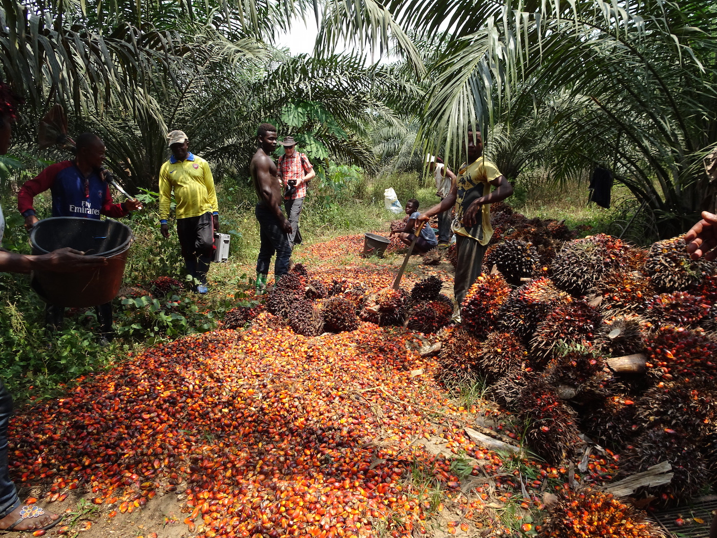 Oil palm landscapes: Playing the long game with palm oil