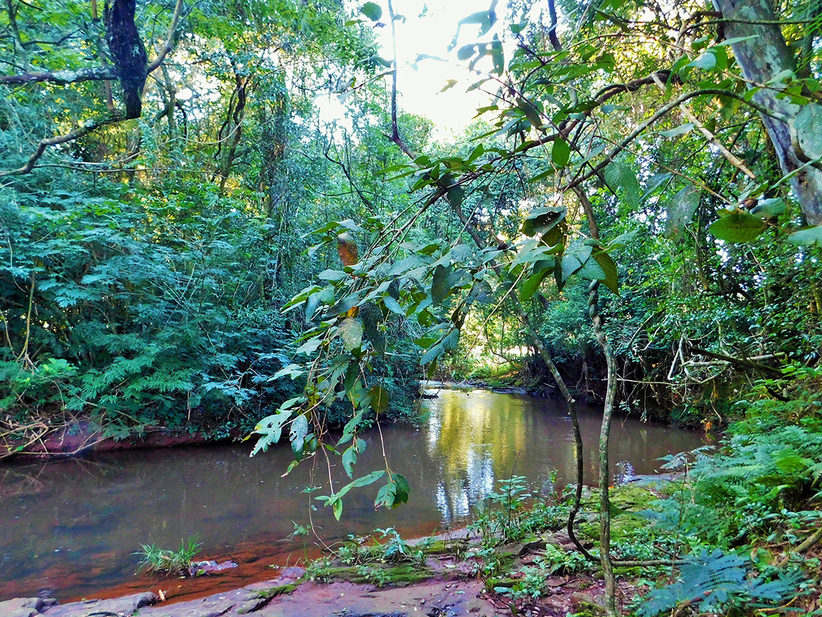 ¿Cuánto sabe de materia forestal? ¡Resuelva el Quiz por el Día Internacional de los Bosques!