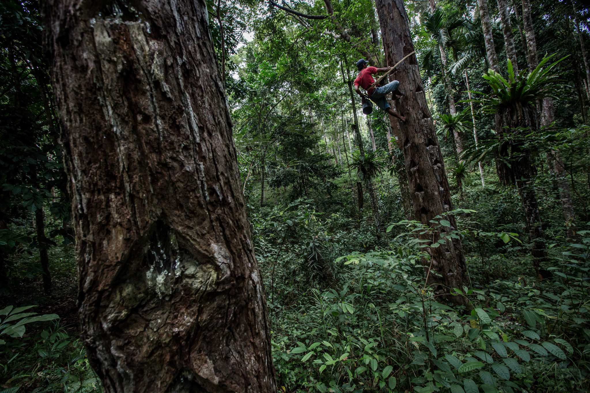 Why social forestry: Securing the sap