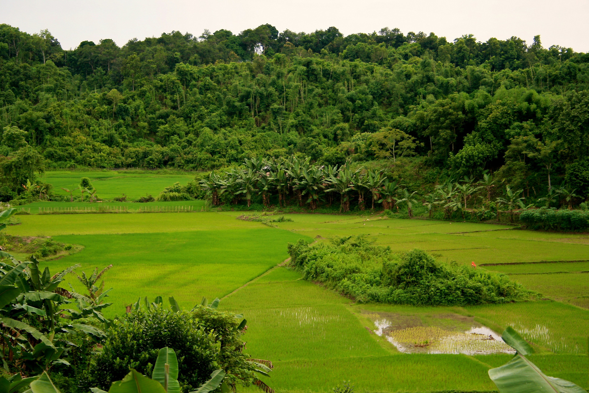 Agroforestería: ¿por qué los agricultores no siembran más árboles?