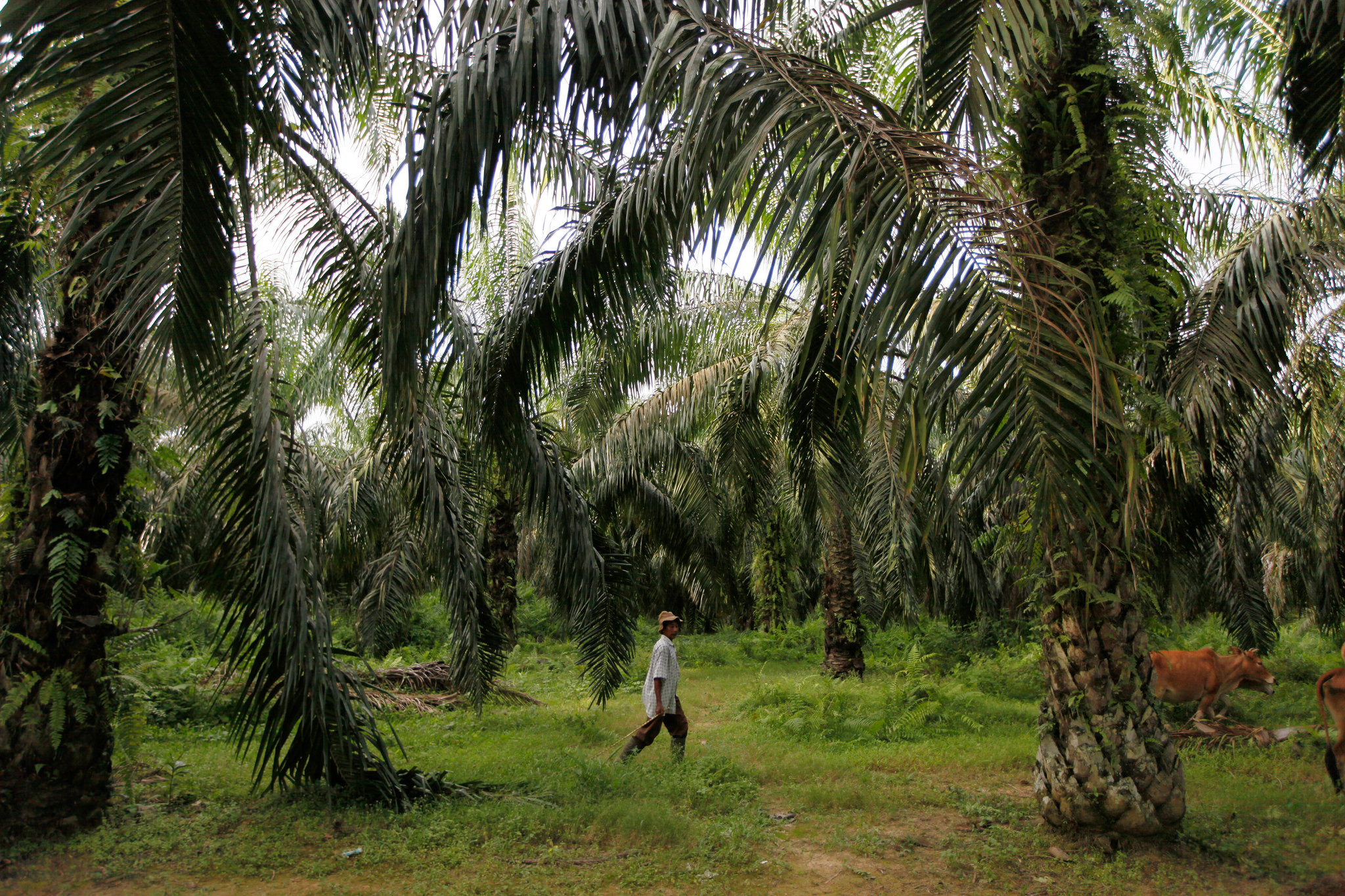 For REDD+ payment, countries need framework, then investment