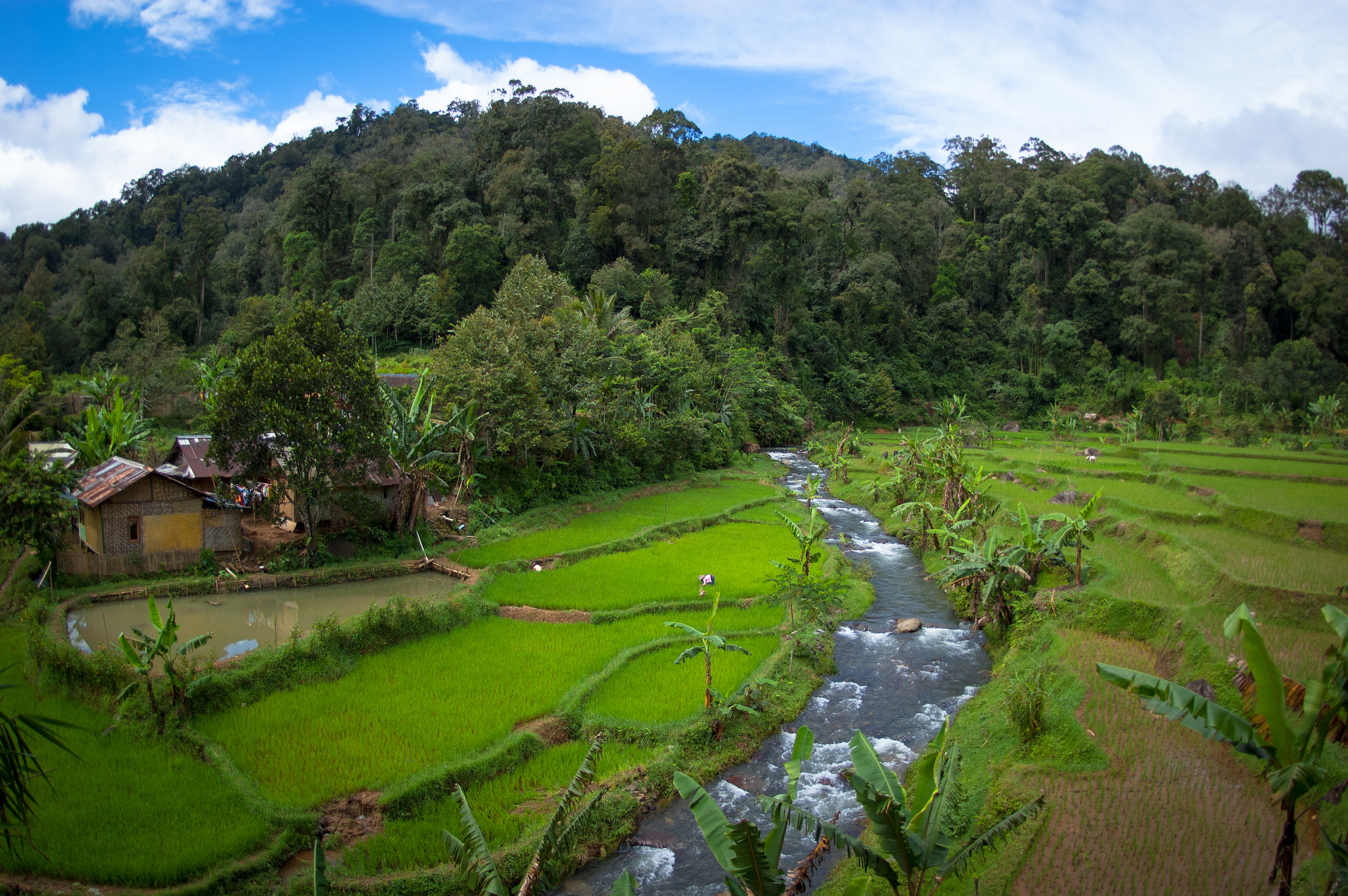 Agroforestri: Mengapa petani tidak menanam lebih banyak pohon?