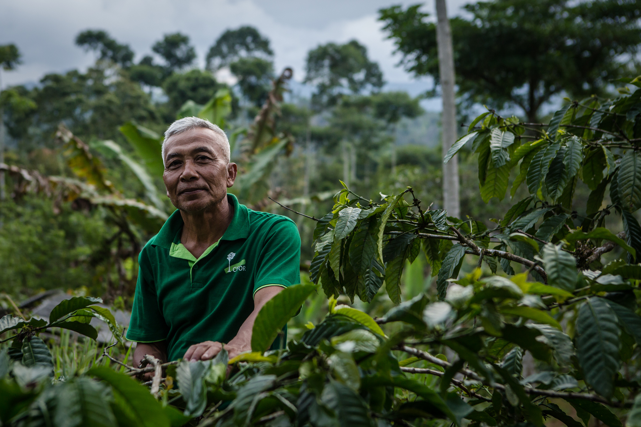 Perhutanan sosial: Merawat kopi