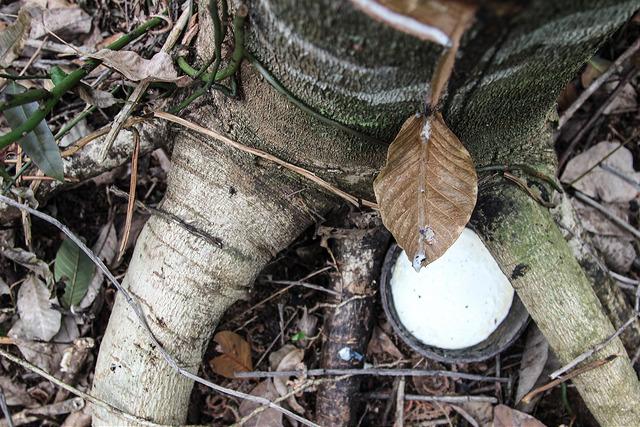 Rubber tapping