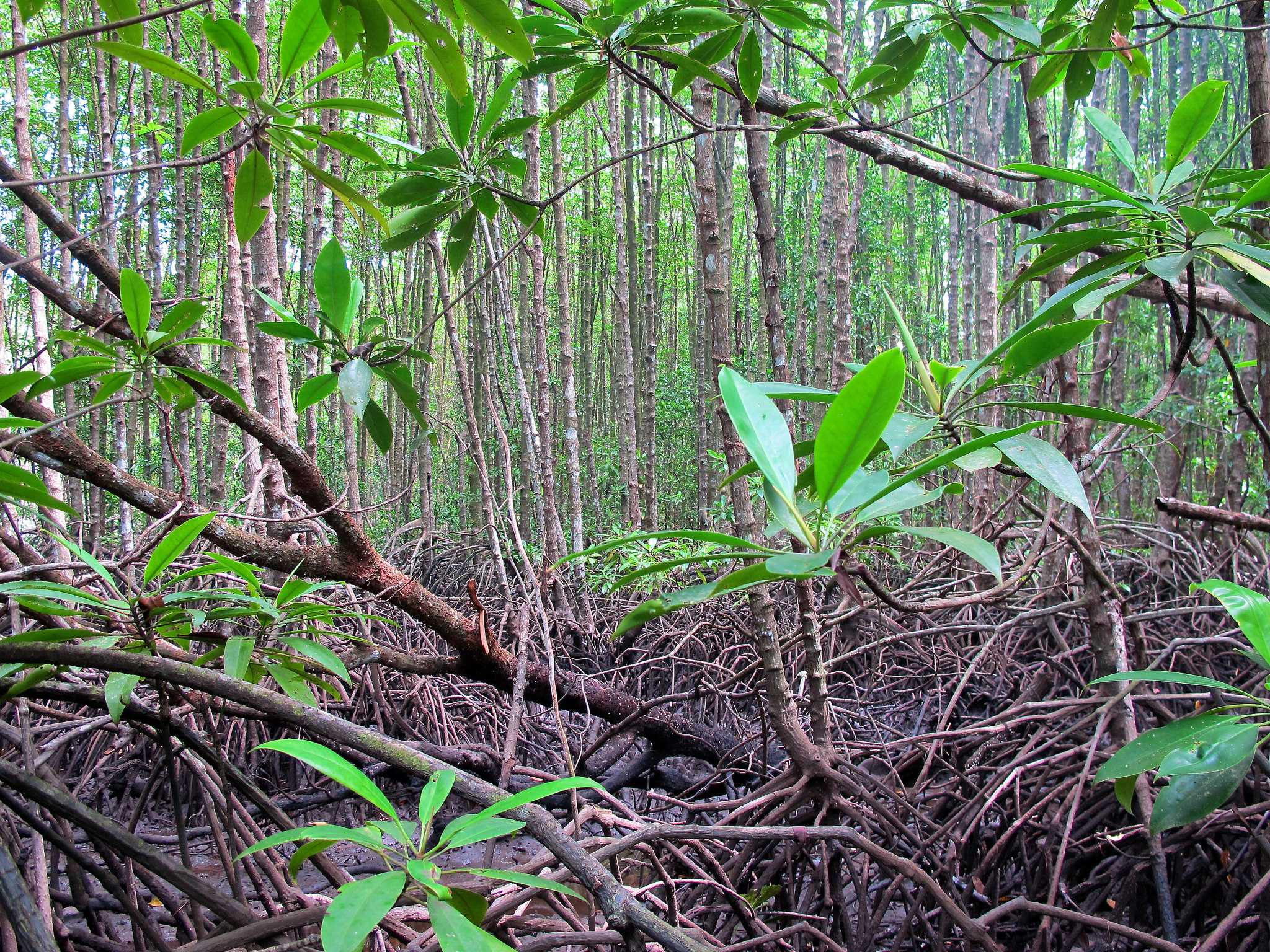 Taking stock of carbon in mangroves