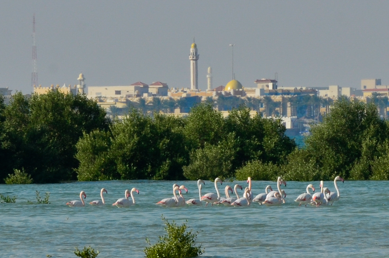 Pour protéger les forêts de ce monde, nous devons commencer par ses villes