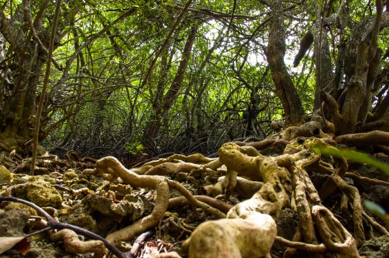 mangrove, mangrove forest