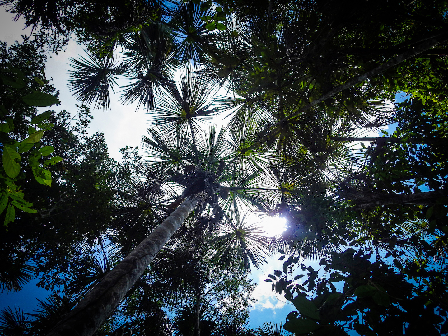5 Pertanyaan Tentang Hutan dan Perubahan Iklim