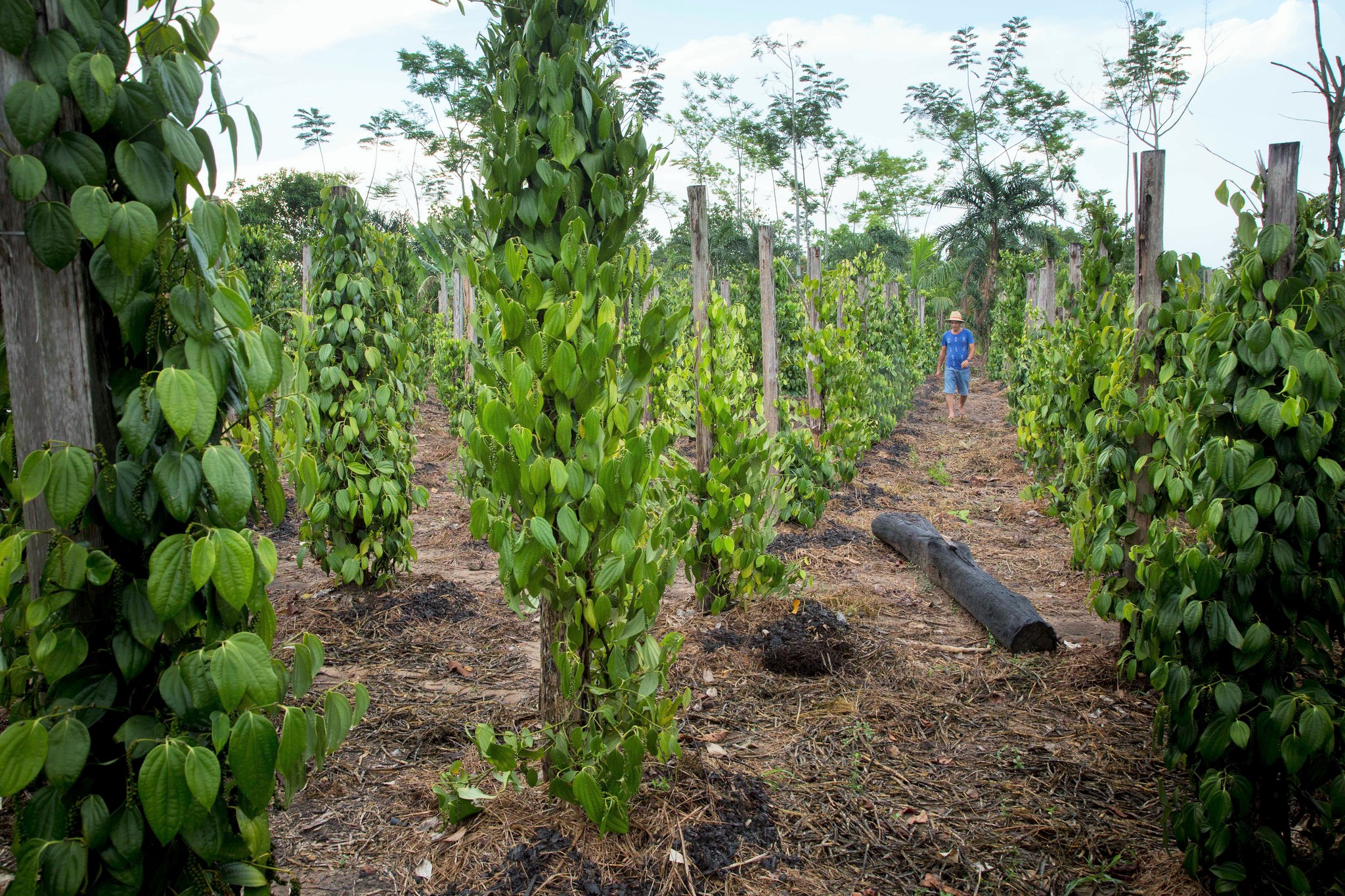 Lecciones de Brasil para reducir la pobreza –y no deforestar la Amazonía- con palma de aceite