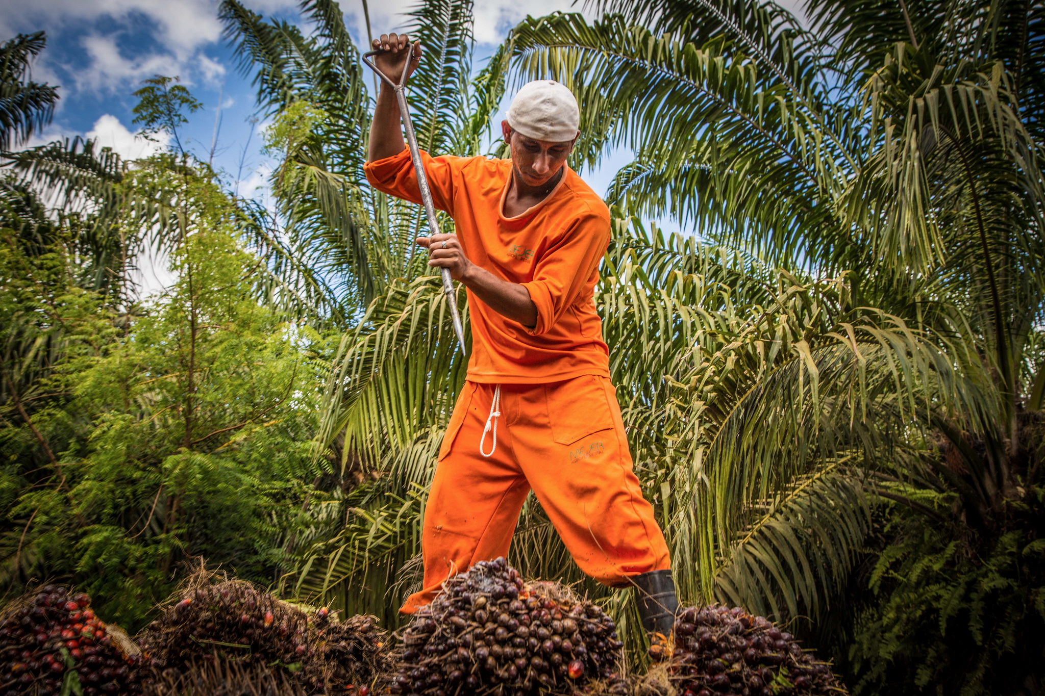 Oil palm for the people