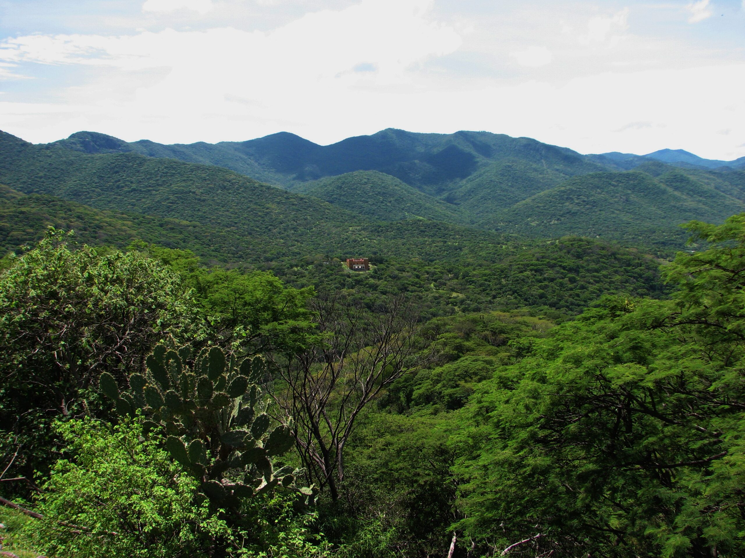 Estado, necesidades, brechas y oportunidades para la restauración forestal en México