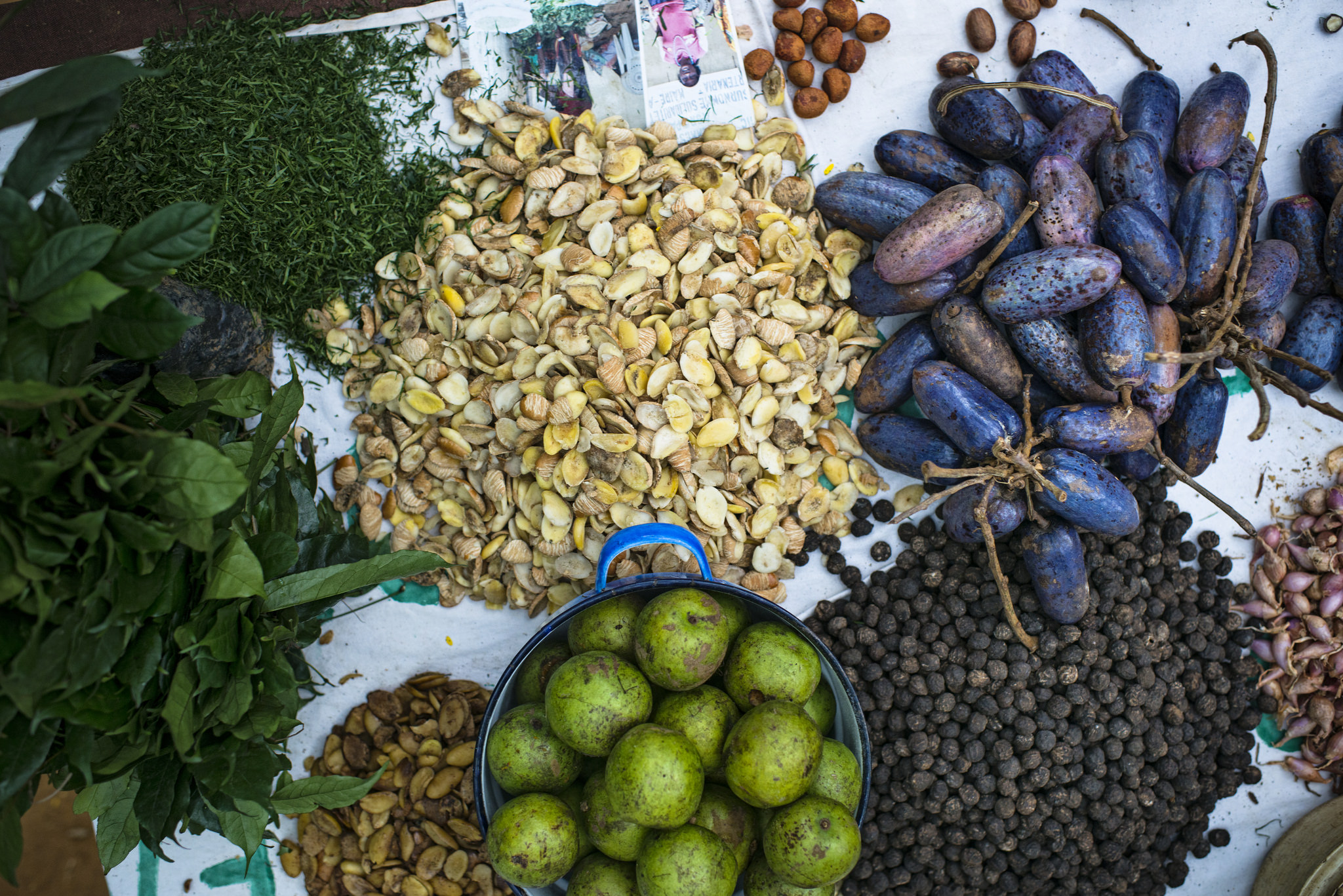 Benefit-sharing mechanisms: Barking up the wrong tree?