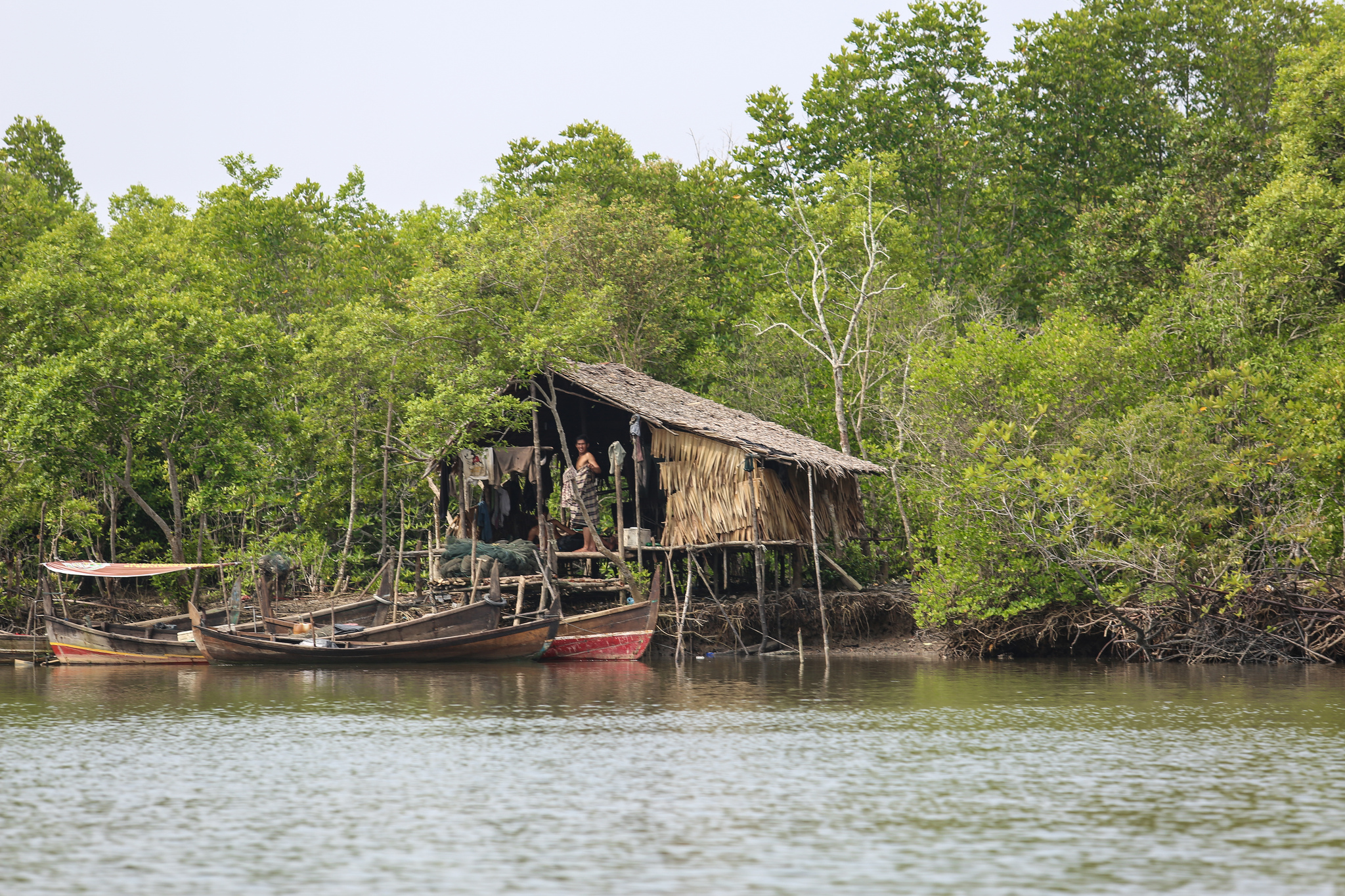 Data & Fakta: Kontribusi mangrove pada mitigasi perubahan iklim di Indonesia