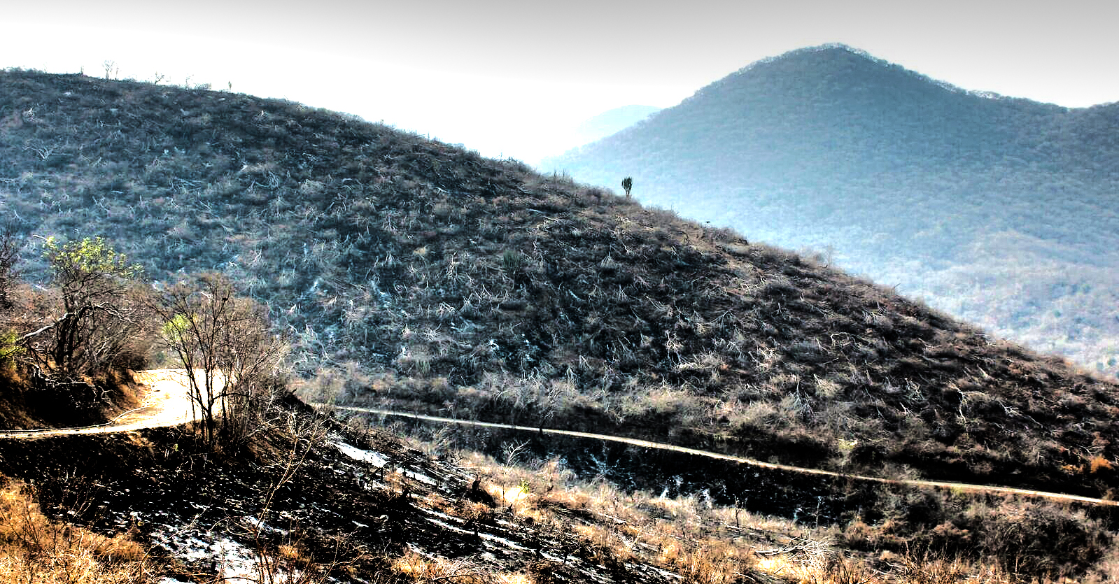 A first – and hard – look at restoring Mexico’s terrestrial ecosystems