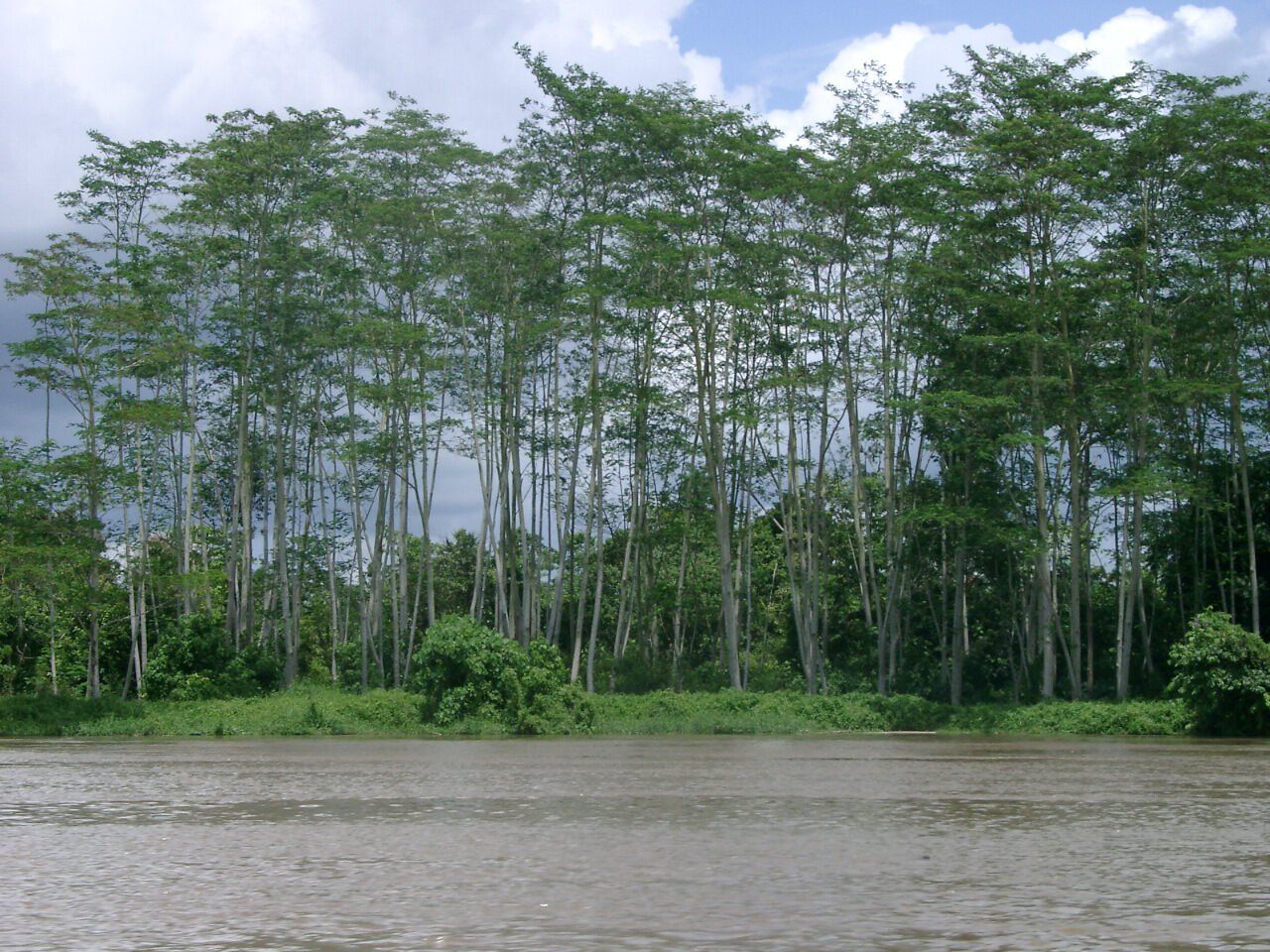 Berkayuh ke hilir: sejuta sengon dan meningkatkan pendapatan