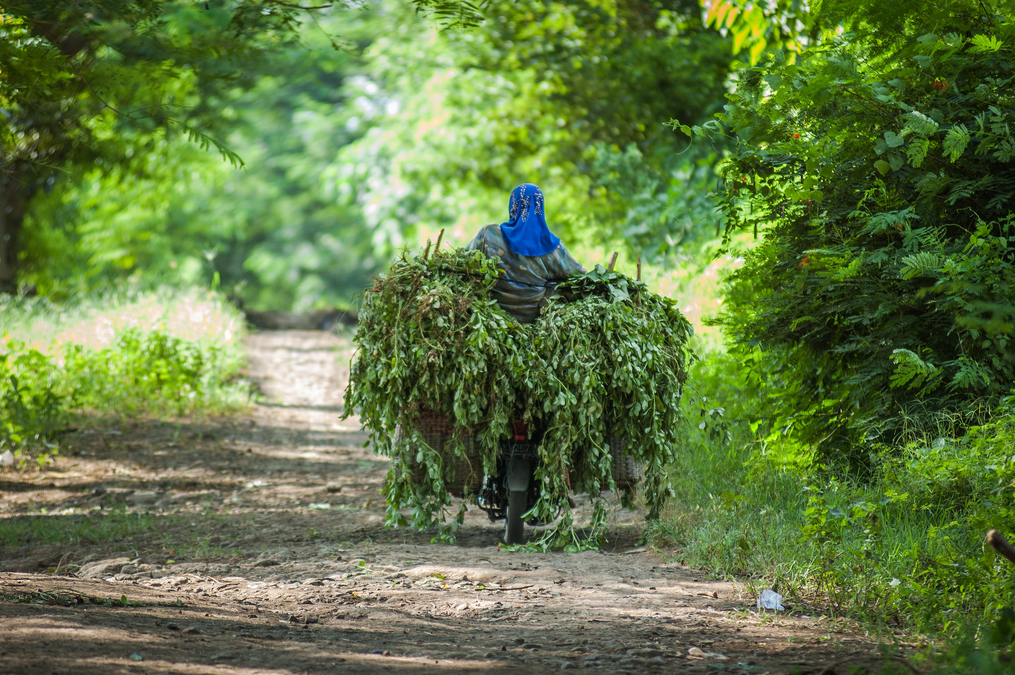 Repositioning forests in rural economic development