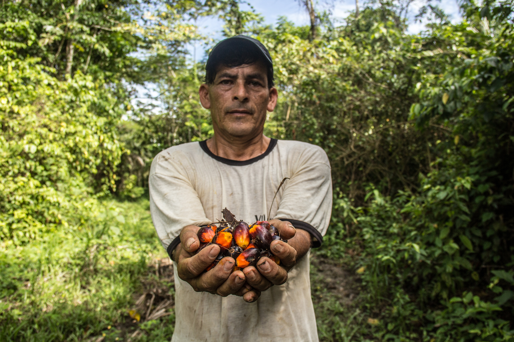 Palma aceitera, el “doctor Jekyll y señor Hyde” de los cultivos de hoy