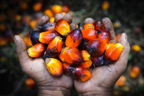 Palm oil harvested in the palm oil plantation of the cooperative Bina Tani Muara Kaman Ulu, Kutai Kartanegara, East Kalimantan. Photo by Ricky Martin/CIFOR-ICRAF