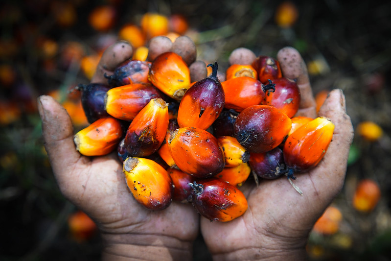 Palm oil harvested in the palm oil plantation of the cooperative Bina Tani Muara Kaman Ulu, Kutai Kartanegara, East Kalimantan. Photo by Ricky Martin/CIFOR-ICRAF