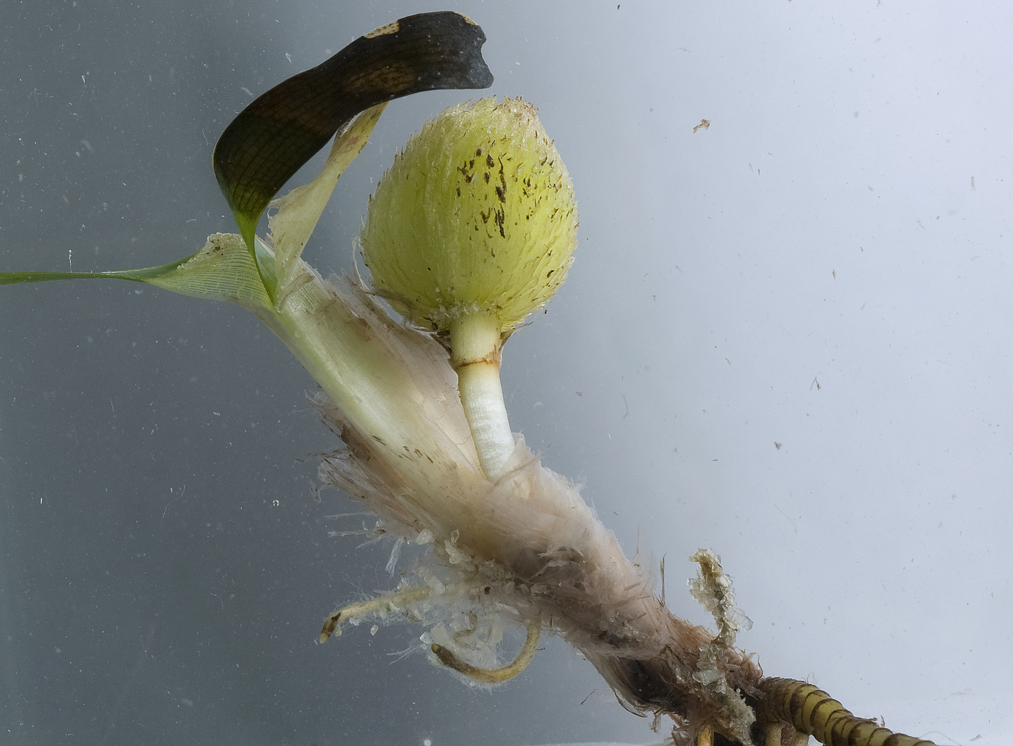 A look at unseen meadows