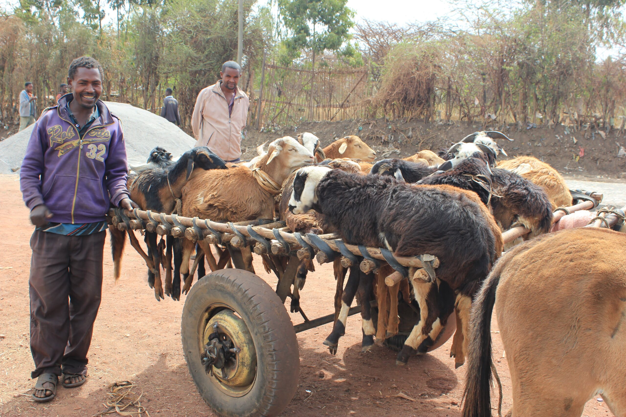 Forests: The greenest pastures?