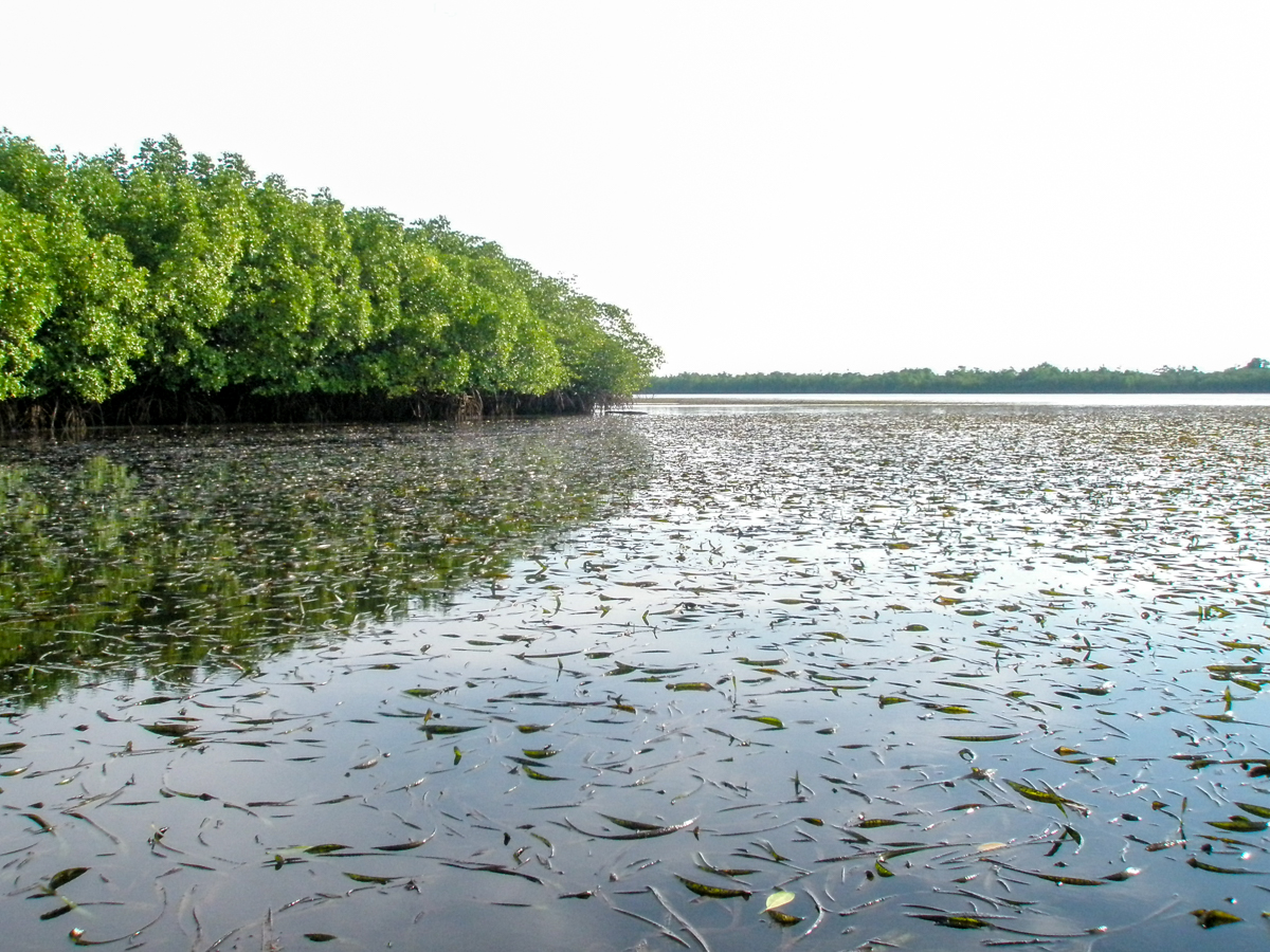 Padang rumput di laut yang terlupakan