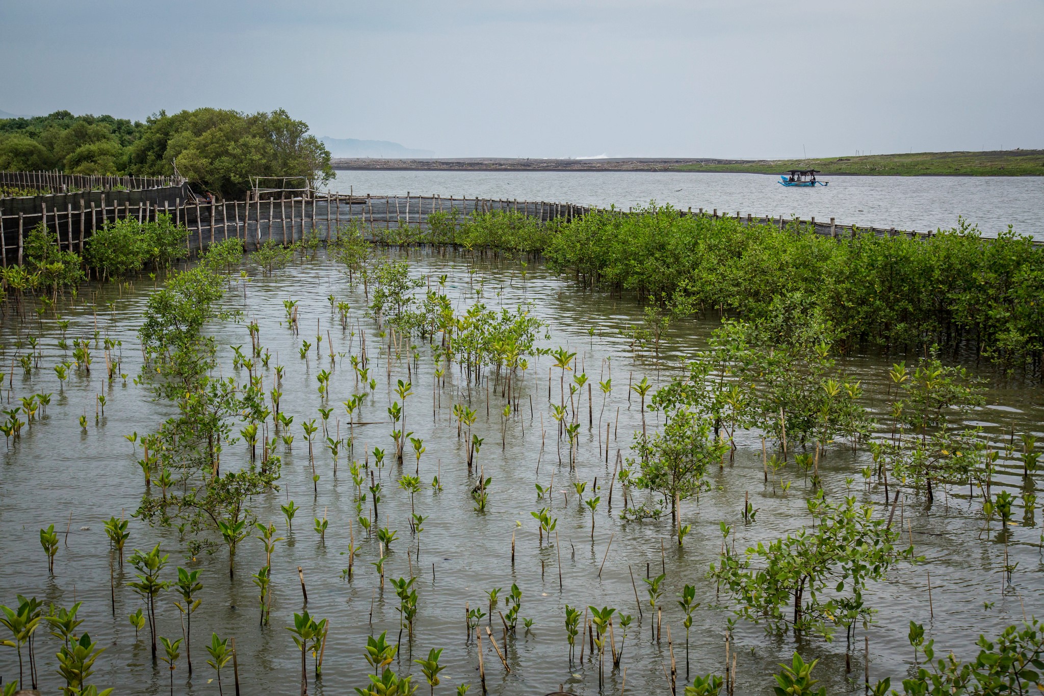 Cuatro lecciones sobre restauración comunitaria de un experto en manglares