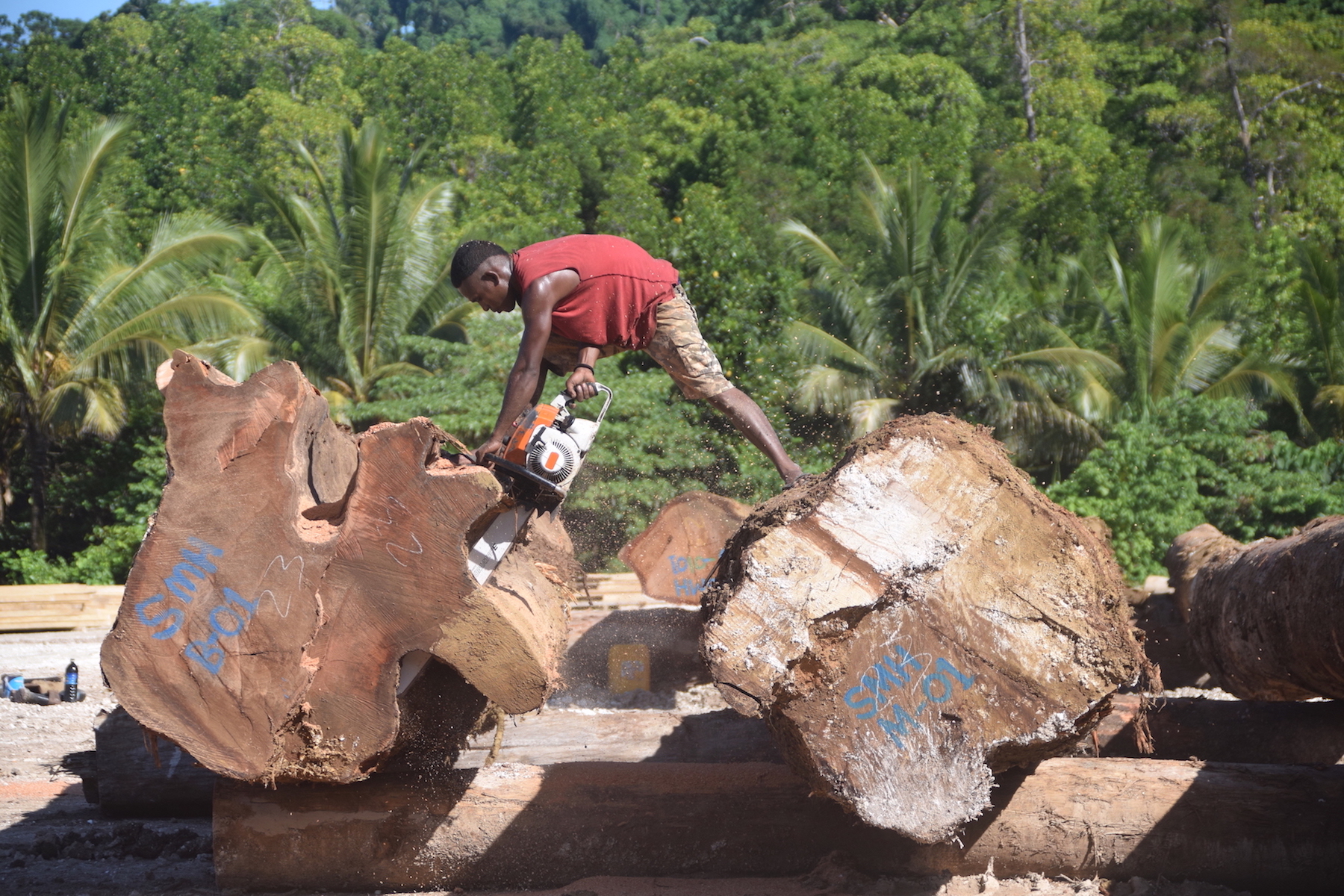 In Solomon Islands, the gendered effects of corporate logging