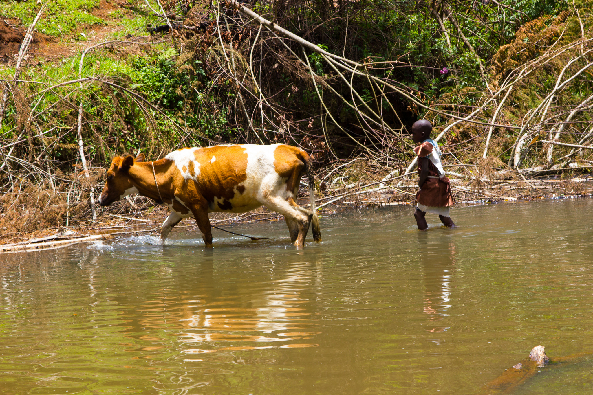More milk, less emissions from forests
