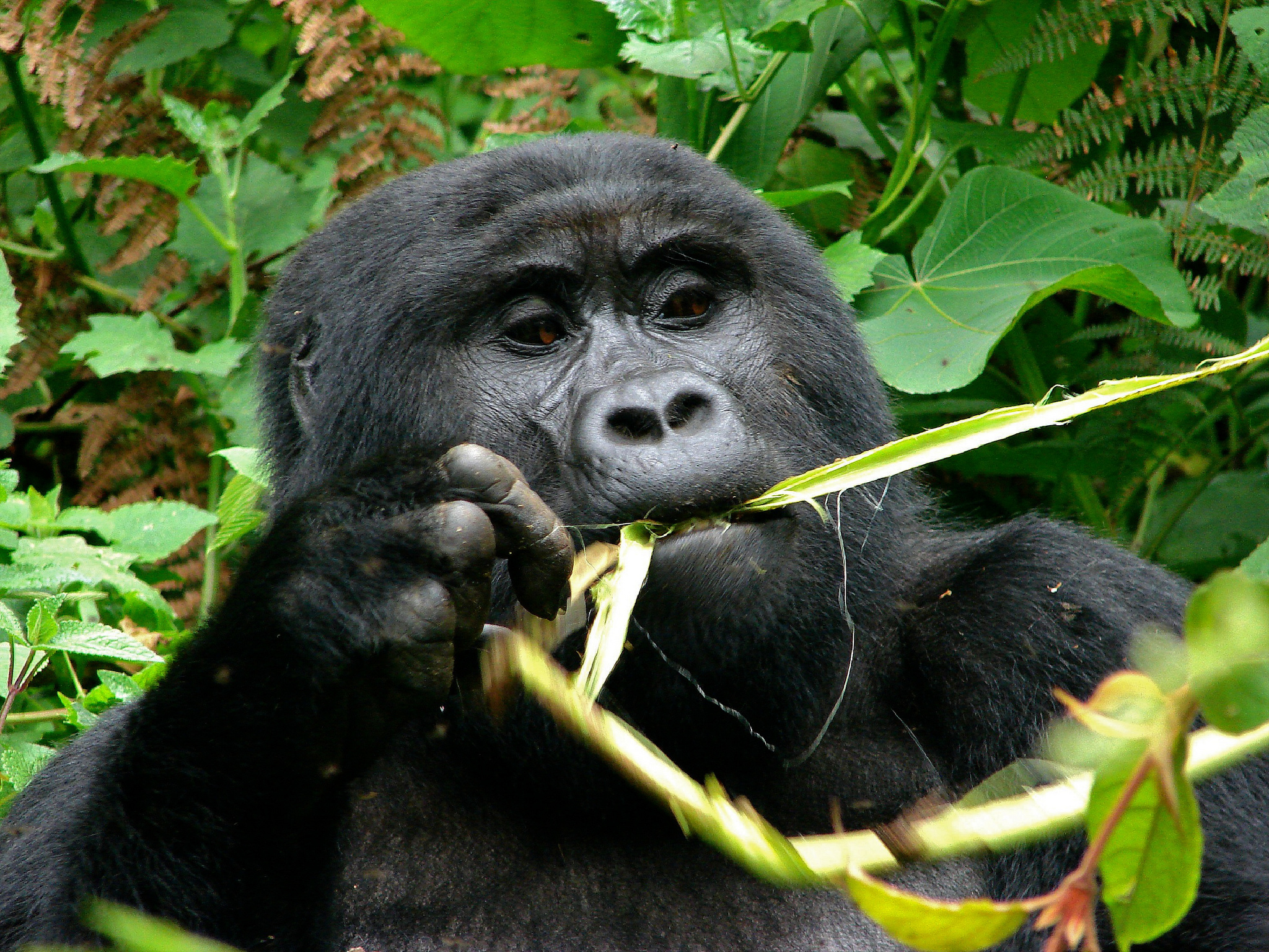 Taste for gorilla and chimp meat fuels illicit trade